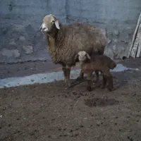 میش ۲  تا درجه یک درشت جفتی ۷۳ یک دوقلو ۴۵