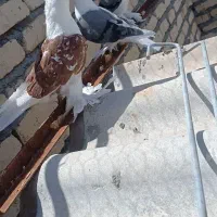 جوجه پشت رنگ دوکاکل
