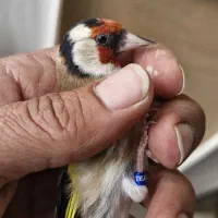 سهره چهارگل خط نما تکسیر قفس حلقه پلمپ