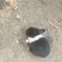 خرگوش|موش و خرگوش|قیامدشت - خاورشهر, |دیوار