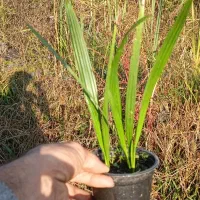 فونیکس فینیکس نشایی ریشه دار