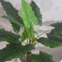 بابا ادم|گل مصنوعی|کرمانشاه, |دیوار