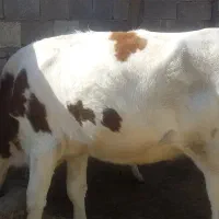 شنگول جوان|حیوانات مزرعه|اندیکا, |دیوار