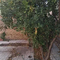 اجاره-ویلایی-تمیز-300-متری