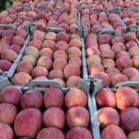 باغ سیب قرمز ۸۰۰متر ۱ ساعت سهم چاه عمیق|فروش زمین و ملک کلنگی|نوشین شهر, |دیوار