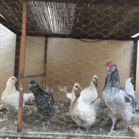 مرغ و خروس پاکور