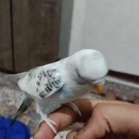 مرغ عشق