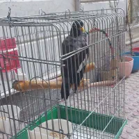 مرغ مینا|پرنده|تهران, دروازه شمیران|دیوار