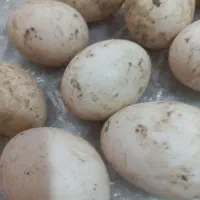 تخم اردک اسراییلی