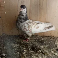 یال قهوه ای