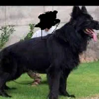 بلک ژرمن شپهرد پلیسی نر و ماده 65روزه اورجینال