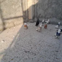 4عدد طوقی فروشی