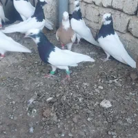 طوقی