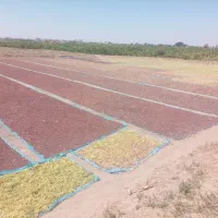 کشمش بیدانه ارگانیک