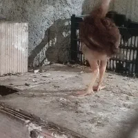 جوجه لاری و شناور ۷۰متری|حیوانات مزرعه|گرگان, |دیوار