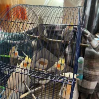 عروس هلندی|پرنده|صومعه‌سرا, |دیوار