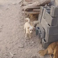 سگ پاکوتاه|سگ|طبس, |دیوار