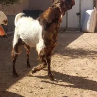 بز و تکه پاکستانی