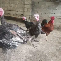 بوقلمون،مرغ،خروس|حیوانات مزرعه|سرخرود, |دیوار