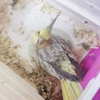 عروس هلندی ماده|پرنده|نسیمشهر, |دیوار