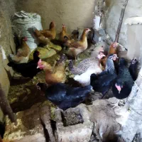 تعدادی مرغوخروس و جوجه 3ماهه