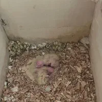 عروس هلندی مولذ|پرنده|آستارا, |دیوار