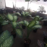 تعویض خاک گلدان در منزل فروش گل اینترنتی روز مادر