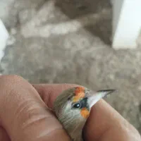 سهره|پرنده|آشخانه, |دیوار