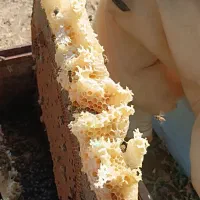 عسل کاملا طبیعی وبشرط