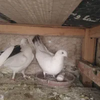 کبوتر|پرنده|نجف‌آباد, یزدانشهر|دیوار