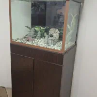 آکواریوم بهمراه لوازم کامل|ماهی|پردیس, فاز ۹|دیوار