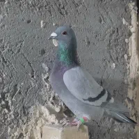 کفتر بوم هفرنگ سبز پلاکی|پرنده|مشهد, کوشش|دیوار