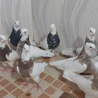 15 تا طوقی|پرنده|بهبهان, |دیوار