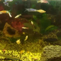 آکواریم بزرگ به همراه ماهی|ماهی|مشهد, انقلاب|دیوار