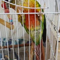 جفت گرینچیک