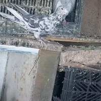فروش یا معاوضه طوقی با پلاکی|پرنده|شیراز, رحمت‌آباد|دیوار