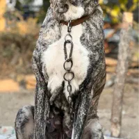 سگ ماده خراسانی سرابی کانگال آلابای|سگ|ری, فیروزآباد|دیوار