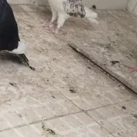 دوکت