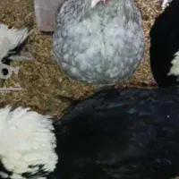 مرغ و خروس لهستانی|حیوانات مزرعه|آمل, |دیوار