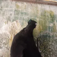 زاغ ابودانی