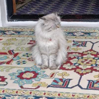 گربه نر پرشین چشم آبی|گربه|نور, |دیوار