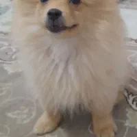 فندوق خانم ،طوله پامر خرسی اصیل ،۴ماهه واکسن خورده