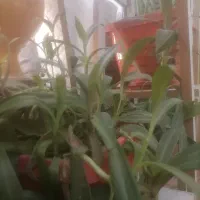 استند گل و گل|گل و گیاه طبیعی|شیراز, کوشک میدان|دیوار