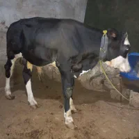 گوساله