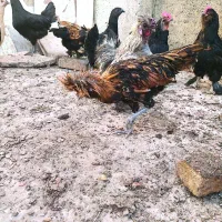 مرغ و خروس زینتی ابریشمی لهستانی ایام سمانی|حیوانات مزرعه|سبزوار, فرهنگیان|دیوار