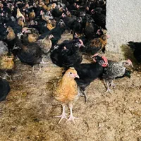 جوجه مرغ و خروس|حیوانات مزرعه|مرودشت, تخت جمشید|دیوار