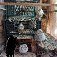 ۴عدد کفتر اوچوم