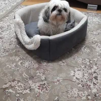 شیتزو سوپر فلت|سگ|تهران, شهرک غزالی|دیوار