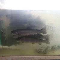 ماهی قزل آلا زنده