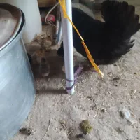 مرغ محلی اصل همراه جوجه